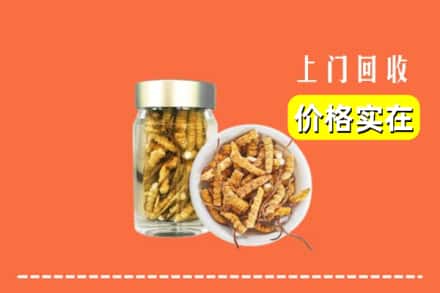 诚信求购:舟山高价回收散虫草