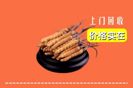 诚信求购:舟山高价回收冬虫夏草